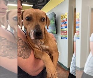 Black Mouth Cur-Unknown Mix Dogs for adoption in Lacombe, LA, USA