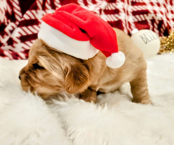 Medium Photo #4 Golden Retriever Puppy For Sale in ELMER, NJ, USA