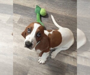 Basset Hound Puppy for sale in LANEXA, VA, USA
