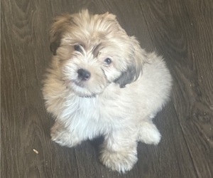 Mal-Shi Puppy for sale in COWPENS, SC, USA