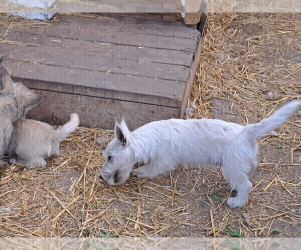 Medium Photo #10 West Highland White Terrier Puppy For Sale in WHITEWOOD, SD, USA