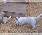 Small Photo #10 West Highland White Terrier Puppy For Sale in WHITEWOOD, SD, USA