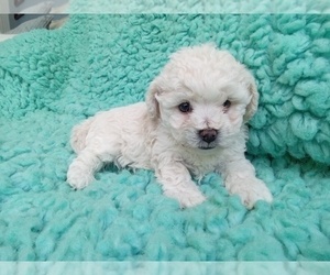 Zuchon Puppy for sale in LAUREL, MS, USA