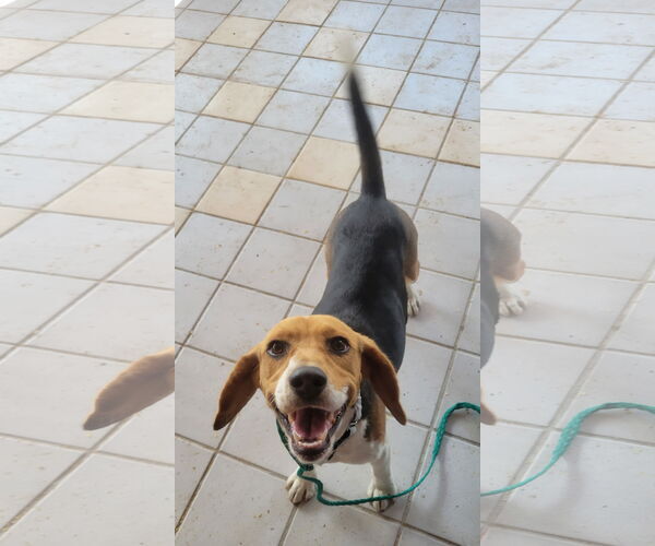 Medium Photo #5 Beagle Puppy For Sale in Las Vegas, NV, USA