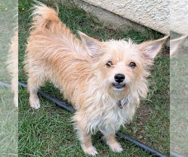 Medium Photo #2 Mutt Puppy For Sale in San Bernardino, CA, USA