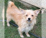 Small #1 Mutt