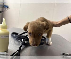 German Shepherd Dog-Unknown Mix Dogs for adoption in Visalia, CA, USA