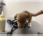 *STARBURST - Female German Shepherd Dog-Unknown Mix Dog for Adoption - Small photo