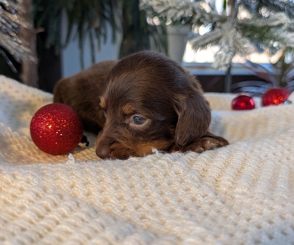 Medium Photo #12 Dachshund Puppy For Sale in GOSHEN, IN, USA