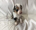 Small Photo #10 Australian Shepherd Puppy For Sale in LEBANON, IN, USA