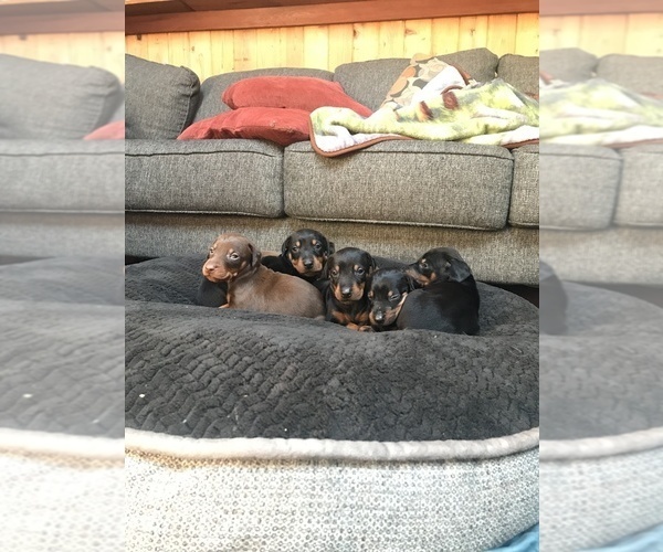 Medium Photo #19 Doberman Pinscher Puppy For Sale in SCAPPOOSE, OR, USA