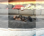 Small Photo #19 Doberman Pinscher Puppy For Sale in SCAPPOOSE, OR, USA