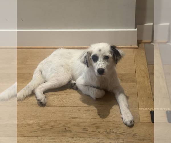 Medium Photo #2 Mutt Puppy For Sale in Rockville, MD, USA