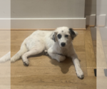 Small #1 Mutt