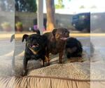 Small Photo #1 Brussels Griffon Puppy For Sale in SCOTTSDALE, AZ, USA