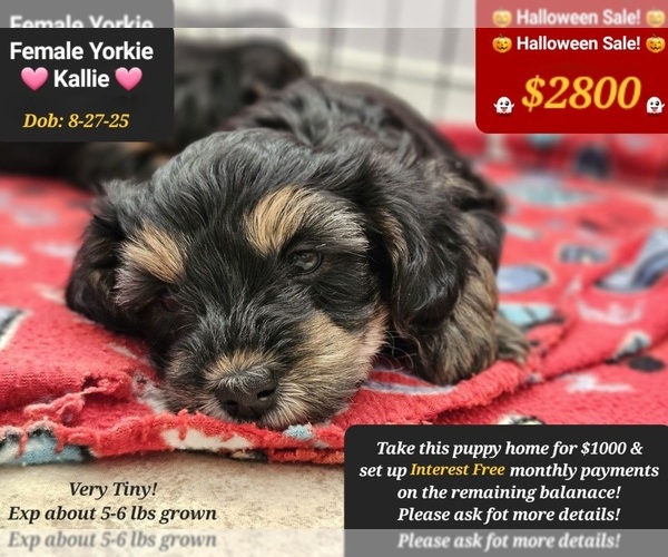 Medium Photo #1 Yorkshire Terrier Puppy For Sale in TUCSON, AZ, USA