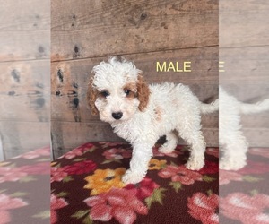 Cavapoo Puppy for Sale in VERMONTVILLE, Michigan USA