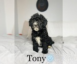 Small Photo #6 Bernedoodle-Poodle (Toy) Mix Puppy For Sale in COOKEVILLE, TN, USA