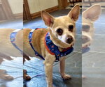 Small #2 Chihuahua Mix