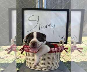 Bulldog-Jack Russell Terrier Mix Dogs for adoption in garner, NC, USA