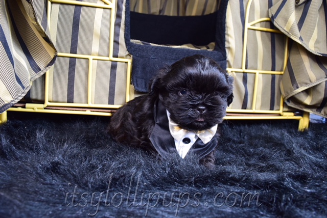 Medium Photo #30 Shih Tzu Puppy For Sale in HAYWARD, CA, USA