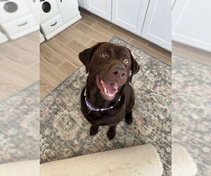 Labrador Retriever Dogs for adoption in Clovis, CA, USA
