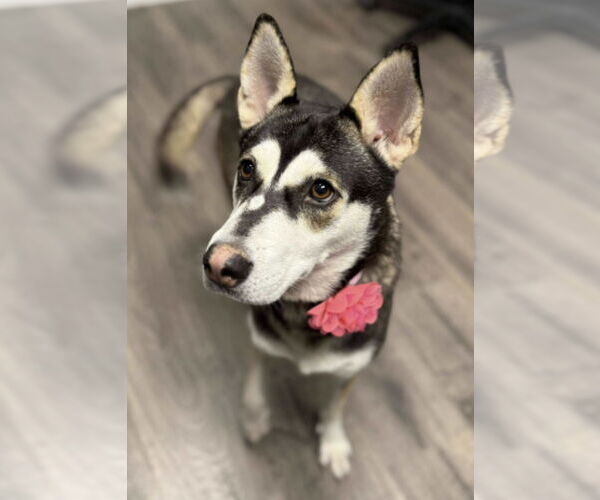 Medium Photo #2 - Mix Puppy For Sale in Kankakee, IL, USA