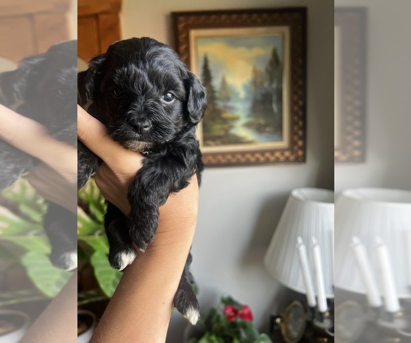 Medium Photo #11 English Cream Golden Retriever-Poodle (Miniature) Mix Puppy For Sale in KENNETT, MO, USA