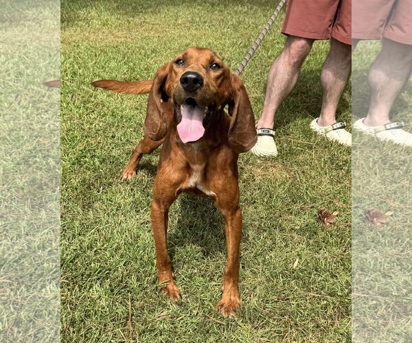 Medium Photo #2 Redbone Coonhound-Unknown Mix Puppy For Sale in Holly Springs, NC, USA