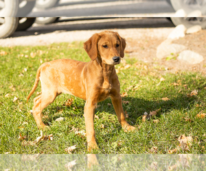 Golden Retriever Puppy for sale in WOLCOTTVILLE, IN, USA