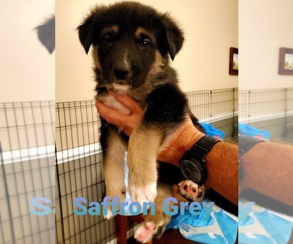 Medium Photo #12 German Shepherd Dog-Siberian Husky Mix Puppy For Sale in JOHNS ISLAND, SC, USA