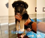 Small Photo #12 German Shepherd Dog-Siberian Husky Mix Puppy For Sale in JOHNS ISLAND, SC, USA