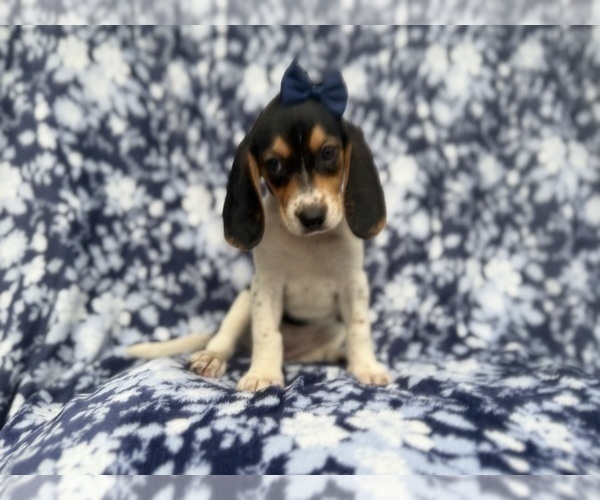 Medium Photo #5 Beagle Puppy For Sale in LAKELAND, FL, USA