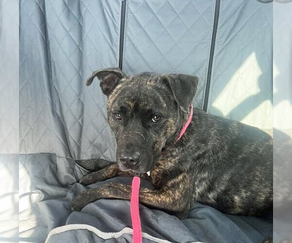 Medium Photo #4 American Pit Bull Terrier-Unknown Mix Puppy For Sale in Rowlett, TX, USA