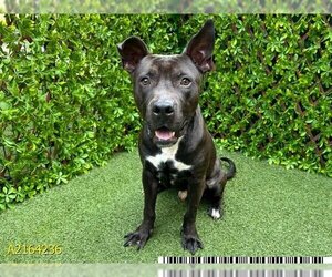 American Pit Bull Terrier-American Staffordshire Terrier Mix Dogs for adoption in West Palm Beach, FL, USA