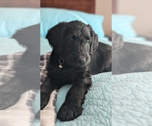 Labradoodle Puppy for sale in FARWELL, MI, USA