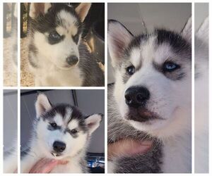 Siberian Husky Puppy for sale in GILMANTON IRON WORKS, NH, USA