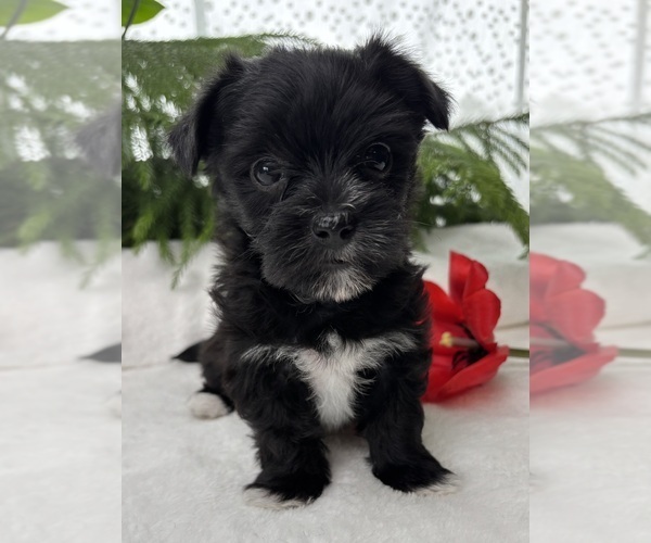 Medium Photo #9 Morkie Puppy For Sale in ROCK STREAM, NY, USA
