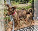 Small #3 Labrador Retriever-Spaniel Mix