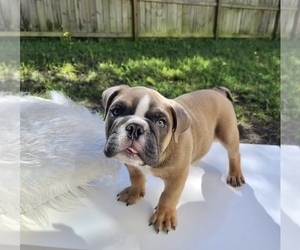 English Bulldog Puppy for sale in JACKSONVILLE, FL, USA