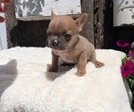 Small Photo #67 French Bulldog Puppy For Sale in GOSHEN, IN, USA