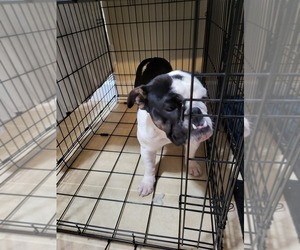 Bulldog Puppy for sale in SOUTH BEND, IN, USA