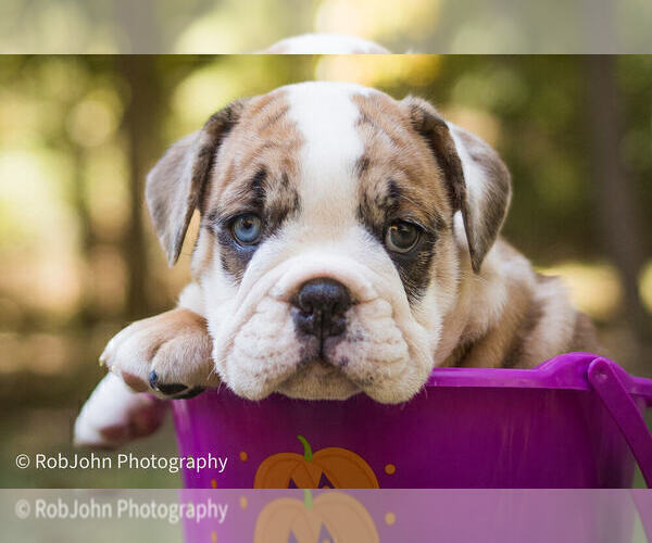 Medium Photo #34 Bulldog Puppy For Sale in STRAFFORD, MO, USA
