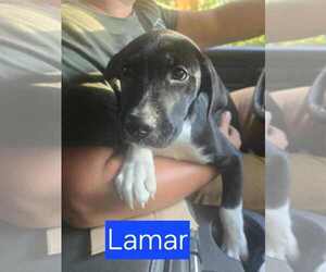 Mutt Dogs for adoption in Mechanicsburg, PA, USA