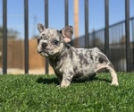 Small #4 French Bulldog