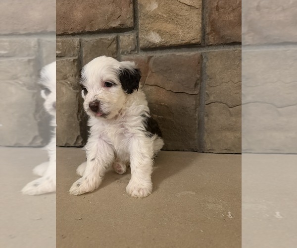 Medium Photo #6 Portuguese Water Dog Puppy For Sale in SWARTZ CREEK, MI, USA