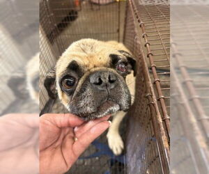 Pug Dogs for adoption in San Bernardino, CA, USA