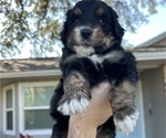 Puppy Toby Aussiedoodle