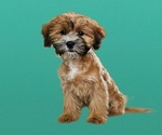 Small Photo #6 Cock-A-Tzu Puppy For Sale in SAN DIEGO, CA, USA
