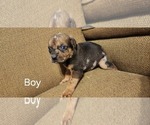 Small Photo #2 Catahoula Leopard Dog-Rottweiler Mix Puppy For Sale in BRADFORD, NY, USA
